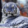 Troya The Tiger