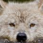 Edorad Gray Wolf