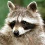 Ricardo El Mapache Furry