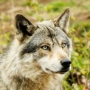 wolf58