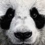OXPanda