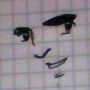 Moises