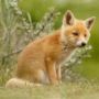 Spottedleaf Firestar