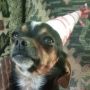 MorganTheCuteDog Tutui