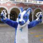Javo Wolf