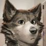 wolf248
