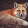 Crispaunt Fox