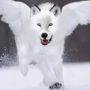 Lobita Moonwoolf Canis Lupus