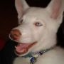 Lycan