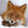 Axel
